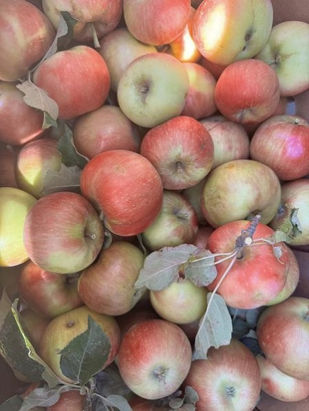 honeycrisp apples s.jpg